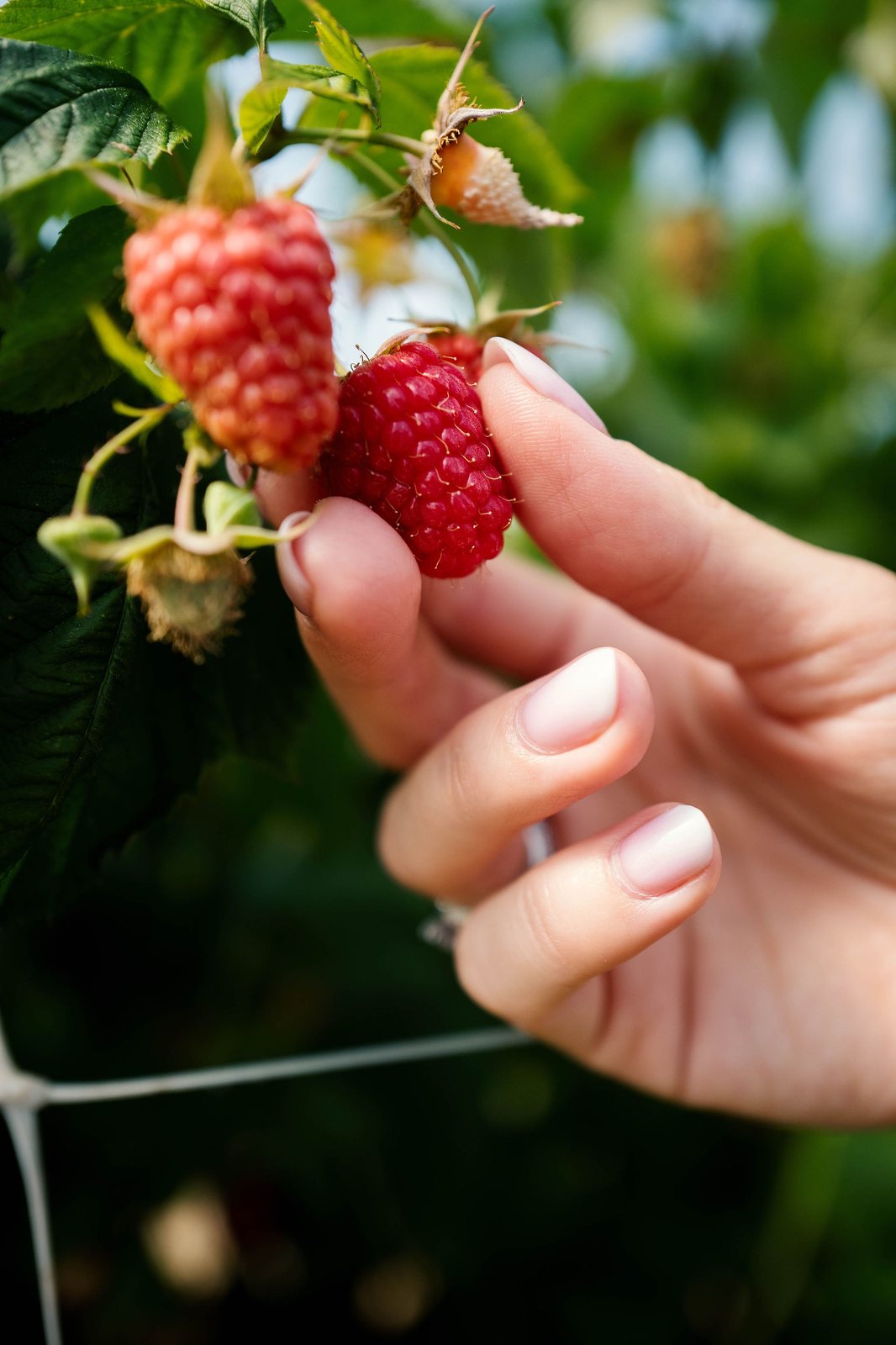 Hand pflückt Himbeeren