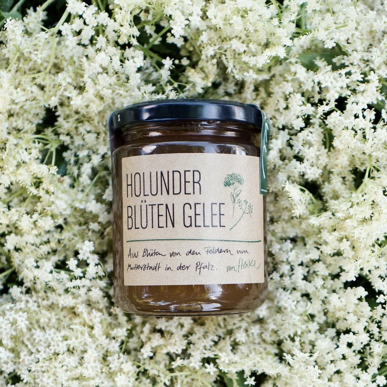 Holunderblüten-Gelee auf Holunderblüten