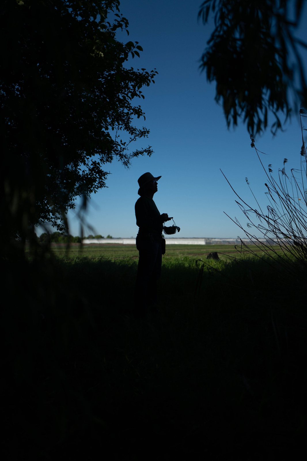 Silhouette im Abendlicht am Rand des Feldes